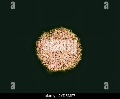 Micrografia elettronica a trasmissione colorata di un virion dell'epatite C. Foto Stock