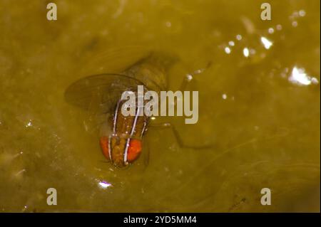 Volo di fichi africani (Zaprionus indianus) Foto Stock