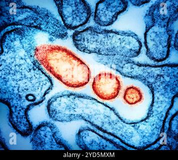 Micrografia elettronica a trasmissione colorata di particelle del virus Nipah extracellulare maturo (rosso) vicino alla periferia di una cellula VERA infetta (blu). Foto Stock