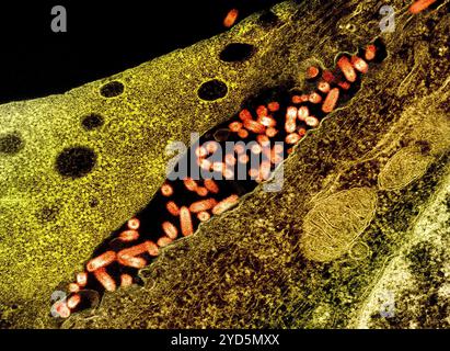 Micrografia elettronica a trasmissione di particelle (arancione) del virus della stomatite vescicolare (VSV) presenti nello spazio extracellulare e in erba dal plasma. Foto Stock