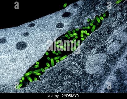 Micrografia elettronica a trasmissione di particelle (verdi) del virus della stomatite vescicolare (VSV) presenti nello spazio extracellulare e in erba dal plasma. Foto Stock