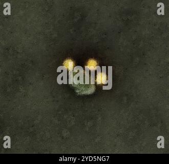 Micrografia elettronica a trasmissione colorata di particelle del virus Zika colorate negativamente (gialla). Foto Stock