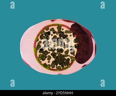 Immagine che raffigura una cellula infetta da clamidia. Foto Stock