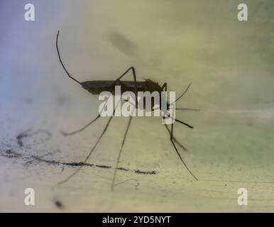 Femmina di Culex restuans zanzara, raccolta nel Maryland. Foto Stock