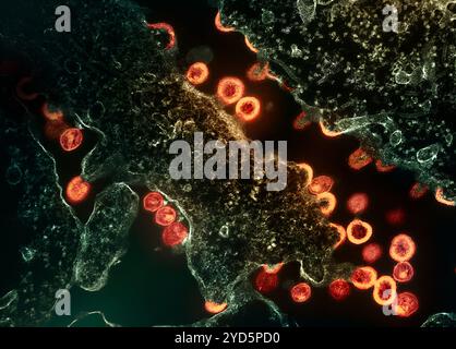 Micrografo elettronico di trasmissione di particelle del virus HIV-1 (rosso/oro) che germogliano e si replicano da un segmento di una cellula H9 cronica infetta (verde). Foto Stock
