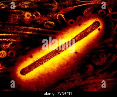 L'immagine del microscopio elettronico di trasmissione di un'influenza A forma di asta A H5N1/virus dell'influenza aviaria sullo sfondo è un secondo micrografo elettronico di trasmissione. Foto Stock