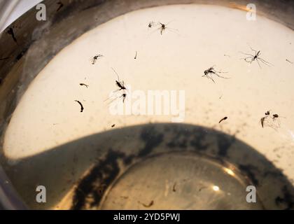 Zanzare e larve raccolte dall'acqua stagnante. Foto Stock