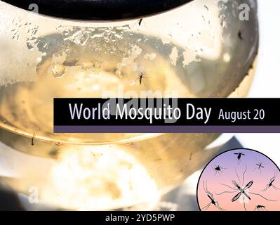 Zanzare e larve raccolte dall'acqua stagnante. Foto Stock