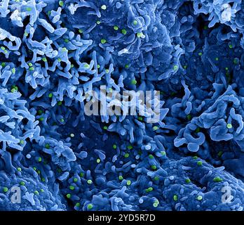 Micrografia elettronica a scansione colorata di particelle del virus mpox (verde) sulla superficie delle cellule di VERO E6 infette (blu). Foto Stock