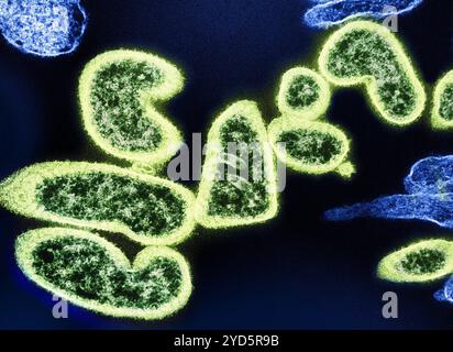 Micrografia elettronica a trasmissione colorata di particelle estempellulari mature del virus Nipah (verde) vicino alla periferia di una cellula VERA infetta (blu). Foto Stock