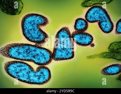 Micrografia elettronica a trasmissione colorata di particelle del virus Nipah extracellulare maturo (blu) vicino alla periferia di una cellula VERA infetta (verde). Foto Stock
