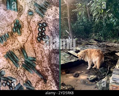 Micrografia elettronica a trasmissione colorata di particelle del virus della rabbia (tè) accanto a un'immagine di un cane vagante solitario. Foto Stock