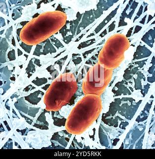 Micrografia elettronica a scansione dei batteri Rickettsia typhi. Foto Stock