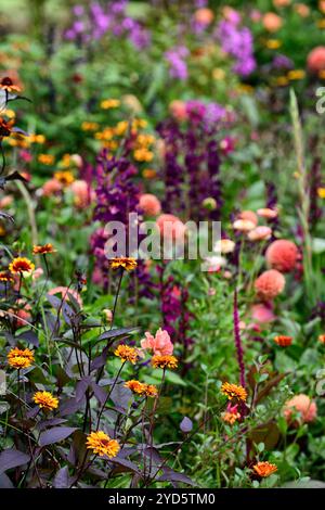 dahlia sylvia, Heliopsis Burning Hearts, Lobelia Hadspen Purple, impianto di piantagione misto, letto misto, confine misto, dahlia, fiori d'arancio, dahl Foto Stock