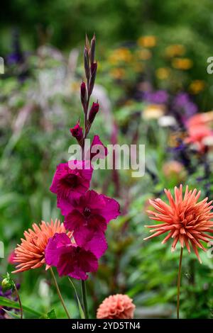 Gladiolus grandiflora Sugar Plum; dahlia autunno arancio; fiori arancio e viola; schema di piantagione misto; letto misto; confine misto; dahlia e gladioli Foto Stock