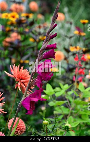Gladiolus grandiflora Sugar Plum; dahlia autunno arancio; fiori arancio e viola; schema di piantagione misto; letto misto; confine misto; dahlia e gladioli Foto Stock