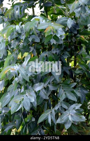 Eucalipto globulus,gomma blu,foglie,fogliame,gomma blu meridionale,albero,albero australiano,RM Floral Foto Stock