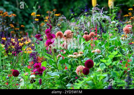 Gladiolus grandiflora Sugar Plum; dahlia autunno arancio; fiori arancio e viola; schema di piantagione misto; letto misto; confine misto; dahlia e gladioli Foto Stock