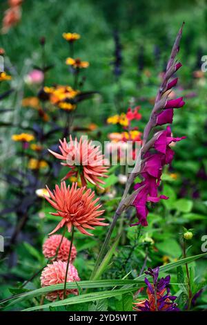Gladiolus grandiflora Sugar Plum; dahlia autunno arancio; fiori arancio e viola; schema di piantagione misto; letto misto; confine misto; dahlia e gladioli Foto Stock
