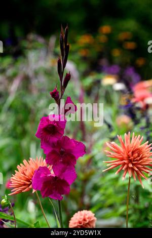 Gladiolus grandiflora Sugar Plum; dahlia autunno arancio; fiori arancio e viola; schema di piantagione misto; letto misto; confine misto; dahlia e gladioli Foto Stock