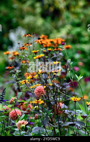 dahlia sylvia,palla dahlia,fiori d'arancio,palla d'arancia dahlia,Heliopsis Burning Hearts,schema di piantagione misto,letto misto,confine misto,fioritura,RM Floral Foto Stock