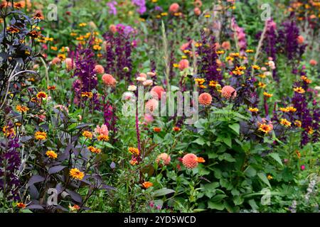 dahlia sylvia,Ball dahlia,fiori d'arancio,palla d'arancia dahlia,Heliopsis Burning Hearts,Lobelia Hadspen Purple,schema di piantagione misto,letto misto,boro misto Foto Stock