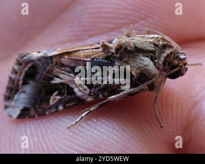 Falena verme orientale (Spodoptera litura) Foto Stock