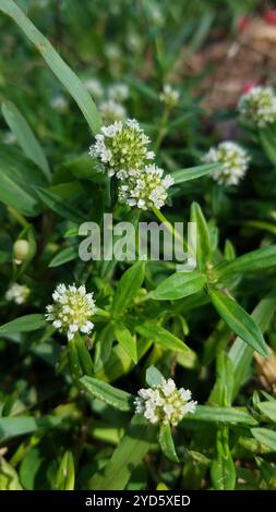 Arbusti falsi contrafforti (Spermacoce verticillata) Foto Stock