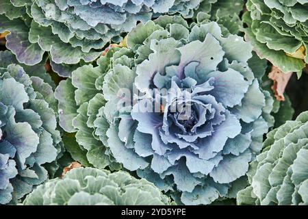 Foglie verdi di cavolo decorativo, foglie verdi di testa di cavolo (Brassica oleracea), famiglia crocifera Foto Stock