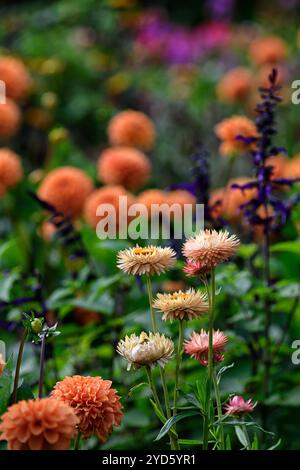 Xerochrysum bracteatum,Dahlia sylvia,salvia amistad,Bracteantha bracteata,Helichrysum bracteatum,girasole,fiore eterno,margherita di carta,fiori,fl Foto Stock