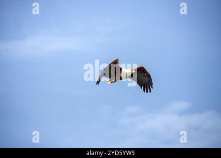 AFRICAAN FISH EAGLE ( Haliaeetus vocifer ) in volo al Serenada Eco Resort - Mukono Uganda Foto Stock