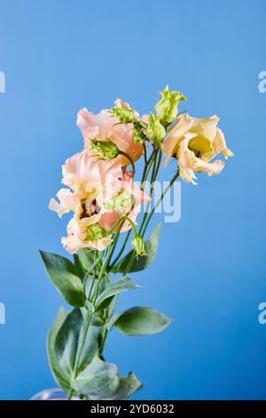 Bouquet di Eustoma, comunemente noto come lisianthus, Prairie gentian o texas bluebell Foto Stock