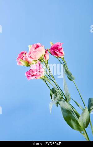 Bouquet di Eustoma, comunemente noto come lisianthus, Prairie gentian o texas bluebell Foto Stock