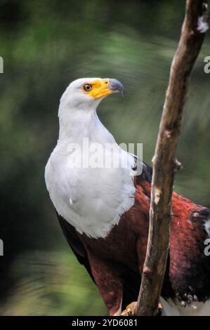 AFRICAAN FISH EAGLE ( Haliaeetus vocifer) a Entebbe - Uganda Foto Stock