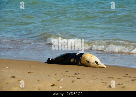 Delfino morto sulla spiaggia sabbiosa Foto Stock