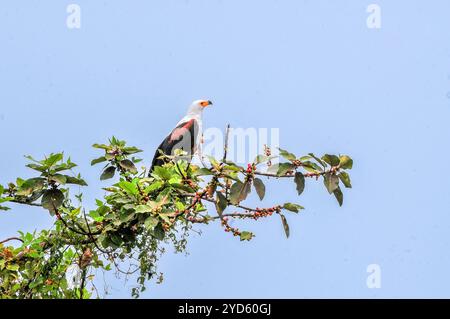 AFRICAAN FISH EAGLE ( Haliaeetus vocifer) nel Parco Nazionale delle Cascate di Murchison Foto Stock