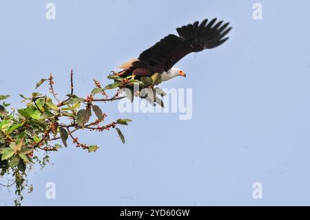 AFRICAAN FISH EAGLE ( Haliaeetus vocifer ) in volo nel Parco Nazionale delle Cascate di Murchison Foto Stock