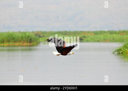 AFRICAAN FISH EAGLE ( Haliaeetus vocifer ) in volo nel Parco Nazionale delle Cascate di Murchison Foto Stock