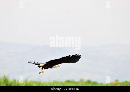 AFRICAAN FISH EAGLE ( Haliaeetus vocifer ) in volo nel Parco Nazionale delle Cascate di Murchison Foto Stock