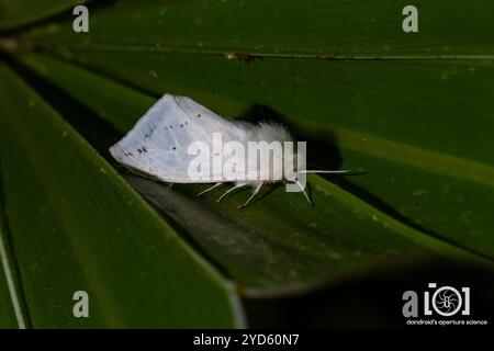 Moth tigre dubbia (Spilosoma dubia) Foto Stock