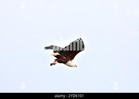 AFRICAAN FISH EAGLE ( Haliaeetus vocifer ) in volo nel Parco Nazionale delle Cascate di Murchison Foto Stock