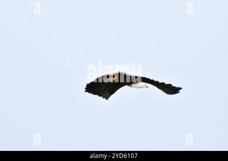 AFRICAAN FISH EAGLE ( Haliaeetus vocifer ) in volo nel Parco Nazionale delle Cascate di Murchison Foto Stock