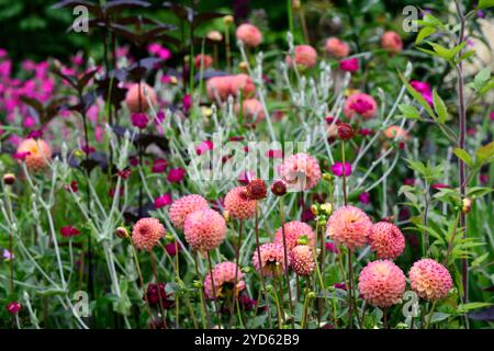 Dahlia Burlesca,dahlias,palla dahlia,arancio,corallo,corallo rosa,fiore,fiori,fioritura,perenne,perennials,giardino,RM Floral Foto Stock