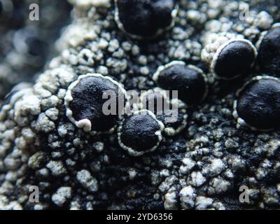 Lichen nero (Tephromela atra) Foto Stock