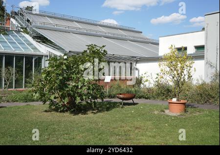 Magdeburgo, 08-26-2024 serre di Gruson cortile interno con alberi e piante Foto Stock