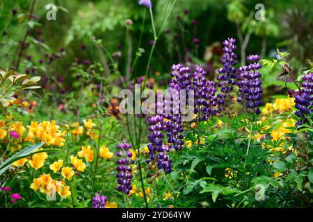 Alstroemeria violacea dolce laura e lupino, lupini e alstroemerie, schema di piantagione misto, bordo misto, fiori gialli e viola, RM Floral Foto Stock