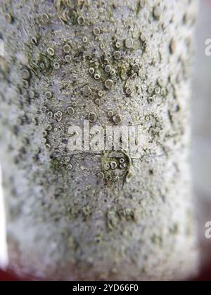 Lichene di Rim (Lecanora carpinea) Foto Stock