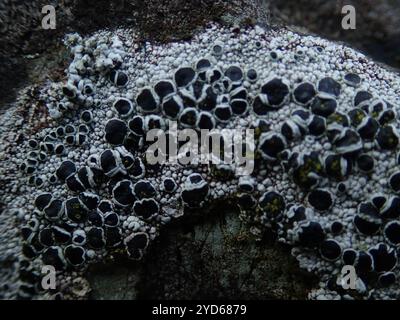 Lichen nero (Tephromela atra) Foto Stock