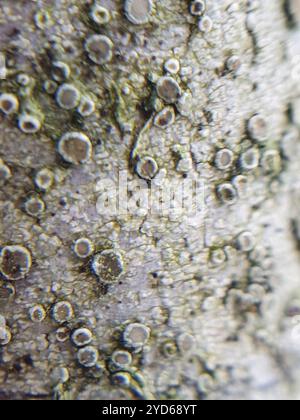 Lichene di Rim (Lecanora carpinea) Foto Stock