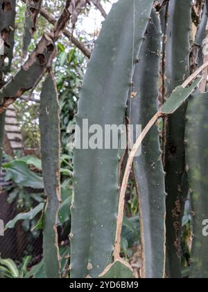 Dragonfruit a carne rossa (Selenicereus costaricensis) Foto Stock